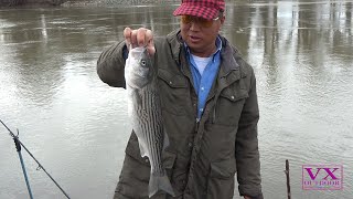 Fishing Strip Bass and Split Tail Sacramento River 2024 [upl. by Otrebliw]