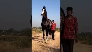 Marwari stallion Dilshan 🔥  Horse video  horse [upl. by Ramilahs]