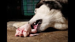 This Is What Happens When You Feed Raw Food to Dogs K9 MUKBANG [upl. by Lavery32]