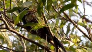 Pheasant Coucal Call birds birdsounds [upl. by Dolph]