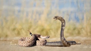 Can A King Snake Kill A Rattlesnake [upl. by Haywood]