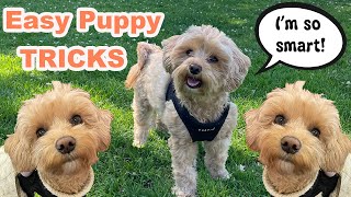 Cute Maltipoo does his favourite tricks  Life with a Maltipoo Puppy [upl. by Bartle862]