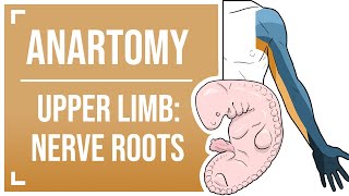 Dermatomes and Myotomes of the Upper Limb [upl. by Akiraa]