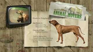 Find me a Dog Ridgeback Rhodesian [upl. by Andrews]