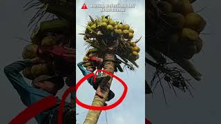 Cutting a Coconut Tree without Safety Equipment treefelling chainsawman arborist logging [upl. by Neville910]