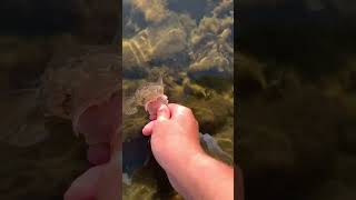 lil Flathead fish fishingshorts shortsvideo shorts like subscribe sunshinecoast australia [upl. by Ayarahs]