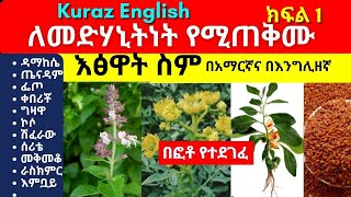 ለመድሃኒትነት የሚጠቅሙ እፅዋት ስም  names of Ethiopian medicinal plants and herbs  Part 1 [upl. by Goober]