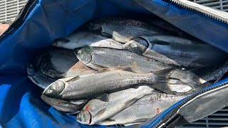 Brewster Pool Sockeye Salmon [upl. by Anavrin541]