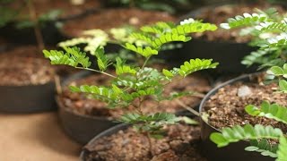 Pau Brasil  caesalpinia echinata transplante para o primeiro vaso [upl. by Claire]