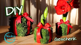 Weihnachtsgeschenke selber machen  Amaryllis Deko  Geschenkideen Weihnachten DIY [upl. by Elokin]