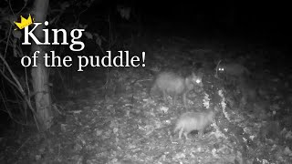 Raccoon dog pups playing the king of the puddle Trail camera Campark T85 [upl. by Arevle592]