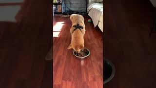 Shiba Inu puppy Kenji trained to long waiting for starting food [upl. by Enavi]