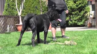 Cane Corso Wurfplanung 2015 Dina amp Zeus [upl. by Ahsyen801]