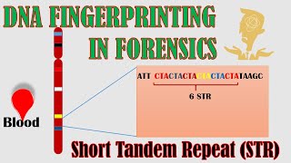 DNA fingerprinting  Identify criminal from biological sample [upl. by Hahnke]