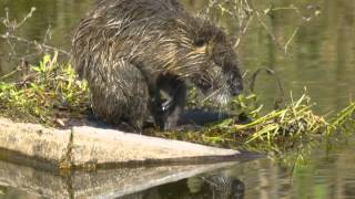 Coypu Nutria  Myocastor coypus [upl. by Player637]