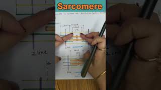 Sarcomere Structure and Functions shorts youtubeshorts [upl. by Ynittirb]