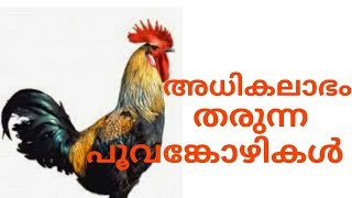 പൂവൻ കോഴി വളർത്തൽ വൻ ലാഭം [upl. by Kapeed685]