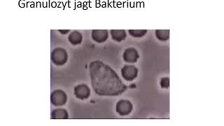 Neutrophile Granulozyten Teil 2 [upl. by Draw116]