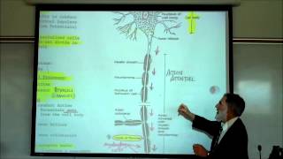 Structure amp Types of Neurons by Professor Fink [upl. by Delainey928]