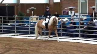 2011 Haflinger Hengstschau Alsfeld [upl. by Ylenats]