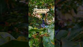 Butterfly pollination butterfly butter pollination nature incredible incredibleindia viral [upl. by Davon]