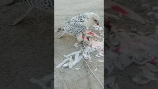 Hunting Gyrfalcon 😍birds falcon explore eagle qatar اكسبلور russia india pakistan shaheen [upl. by Harlow344]