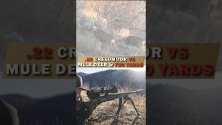 22 Creedmoor VS Mule Deer  750 Yard KILL SHOT Hornady 80 GR ELDX [upl. by Aretina]