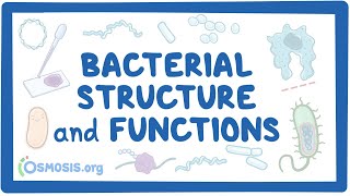 Bacterial Structure and Functions [upl. by Odracer]