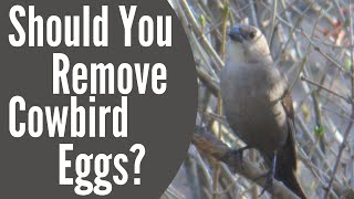 Should You Remove BrownHeaded Cowbird Eggs  Brood Parasitism [upl. by Ganiats993]