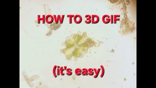 How to make 3D gif animations with Zerene Stacker [upl. by Ahsikym160]