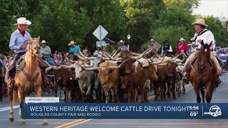 Cattle drive tonight in Castle Rock [upl. by Ettenay]