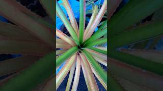 Bromeliads green ornamentalplants outdoorplant minmini [upl. by Sucitivel]