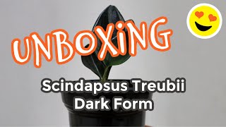 Unboxing Scindapsus Treubii Dark Form  MattHera [upl. by Nittirb267]