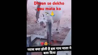 ❤️jay gaumata ki 🐄🙏 share this video 🙏 please  subscribe share and comment 🙏🙏🙏❤️❤️❤️❤️ [upl. by Kolnick826]