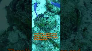 Want to Spot a Roatan Creole wrasse Watch This Now roatan travel scubadiving [upl. by Auqenes593]