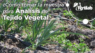 🌱¿Cómo tomar una muestra de tejido vegetal🌾 [upl. by Prue]