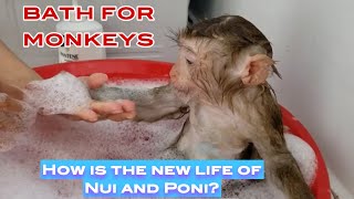 Monkey Baby Nui NUI take a shower [upl. by Dorisa]