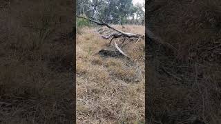 Forest Trail Obstacle 2 Limbs may fall VIC Australia calming listen hikinginvictoria Shorts [upl. by Yesnil]