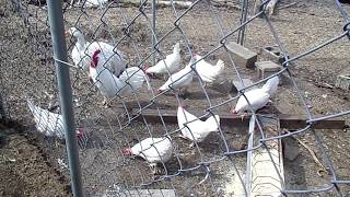 Leghorn Chickens [upl. by Matusow922]