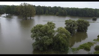 Hochwasser HohenauMarch u Drösing Au Zaya in RingelsdorfNiederabsdorf 15 Sep 2024  1 Teil [upl. by Demahum87]