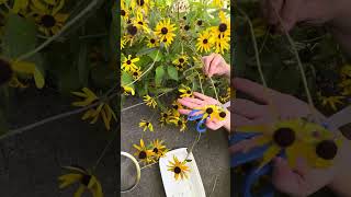 How to harvest Black Eyed Susan’s Rudbeckia hirta seeds [upl. by Alurd]