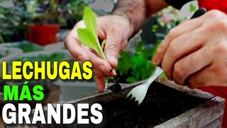 👉Como Sembrar y Plantar LECHUGA TODO el AÑO ✅ Lechugas más GRANDES [upl. by Avaria]