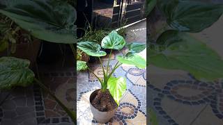 Alocasia cuculataalocasia foliageplants gardening [upl. by Kcirdahc224]