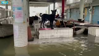 Typhoon Gaemi floods homes in Taiwans Kaohsiung [upl. by Koblas]