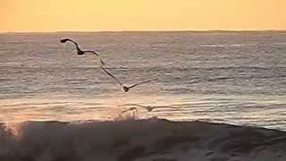 Gaviotas volando sobre el mar en Cámara Lenta HD  Slow Motion [upl. by Elrod]