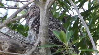 Frogmouth Owl New Born [upl. by Adnauqahs]