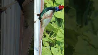 🇯🇵 Green Pheasant Phasianus versicolor in Pheasant Family Phasianidae Observed in Description [upl. by Gonyea]