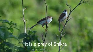 Yelloweyed Babbler found in shrubland near Mahanadi river areas Cuttack Restore the shrubland [upl. by Eylhsa665]