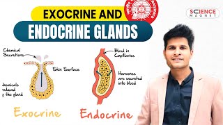 Exocrine and Endocrine glands neerajsir sciencemagnet [upl. by Gnehc]