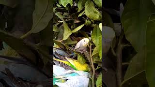 Happy budgie sounds 🥰💚💛✨ budgielife parakeet shortslove funny funnyvideo cute beautiful [upl. by Latnahc]